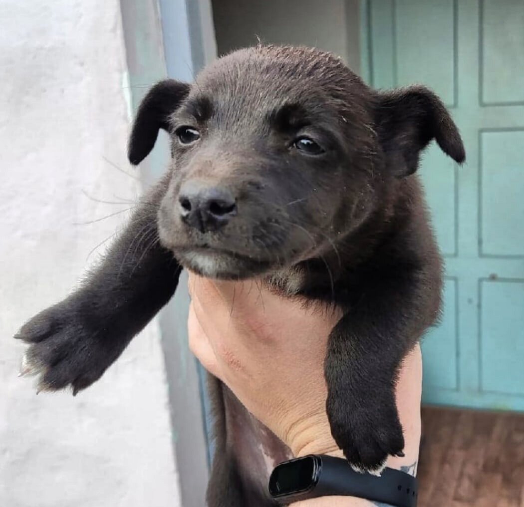 Такой нашли Мулю