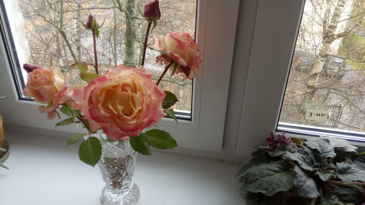 Розочки мои цвели до последнего - этот букет собрала при их обрезке. Сейчас он стоит на подоконнике, так я спасаю его от моих пяти кошек.