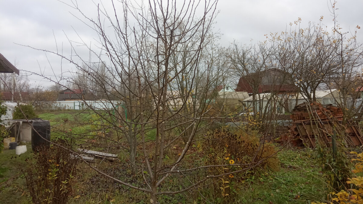 Плодовые деревья листву уже сбросили. Это груша