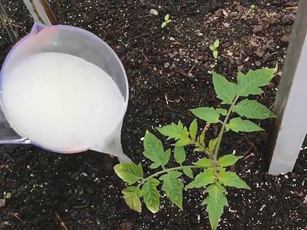 Дрожжевая подкормка нравится многим культурам 