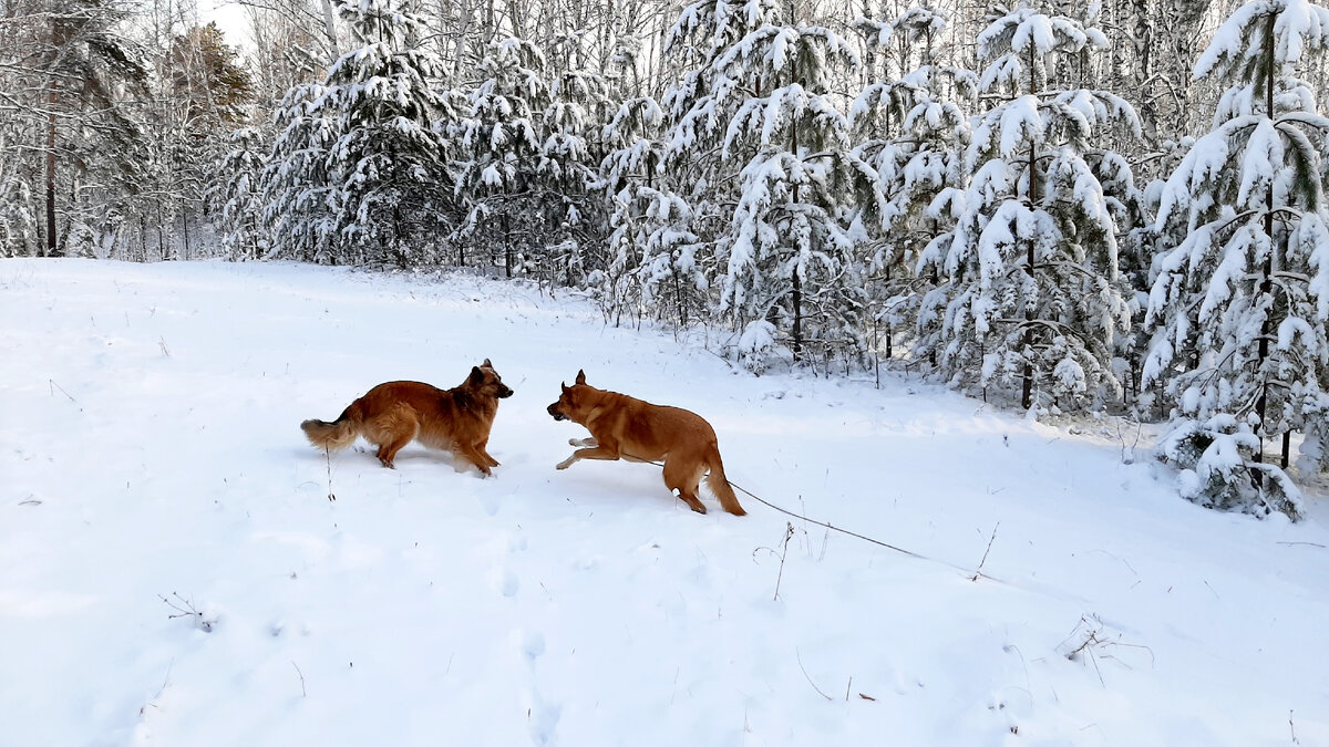 На фотографии Линда и Джесс. Расслабленные хвосты выдают их дружелюбный настрой игры
