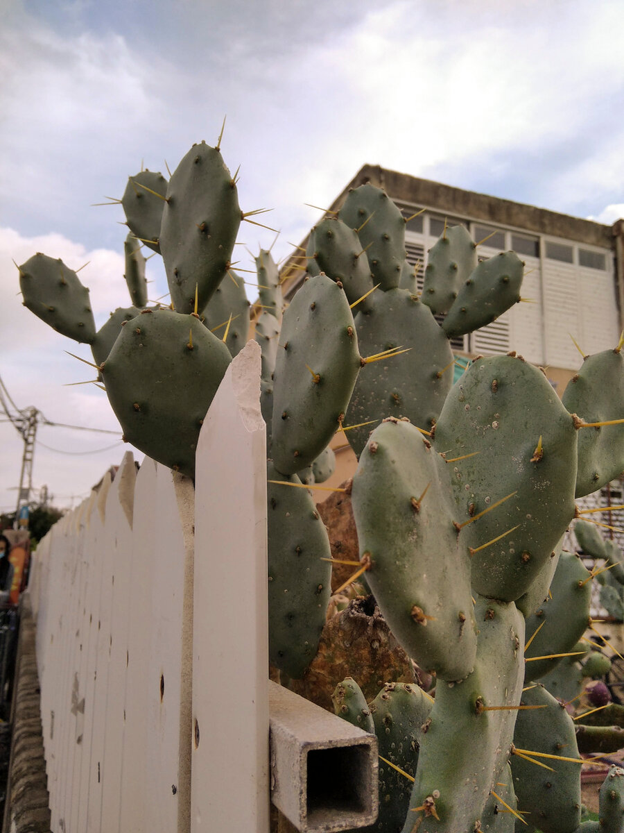 кактусы на улочках Израиля