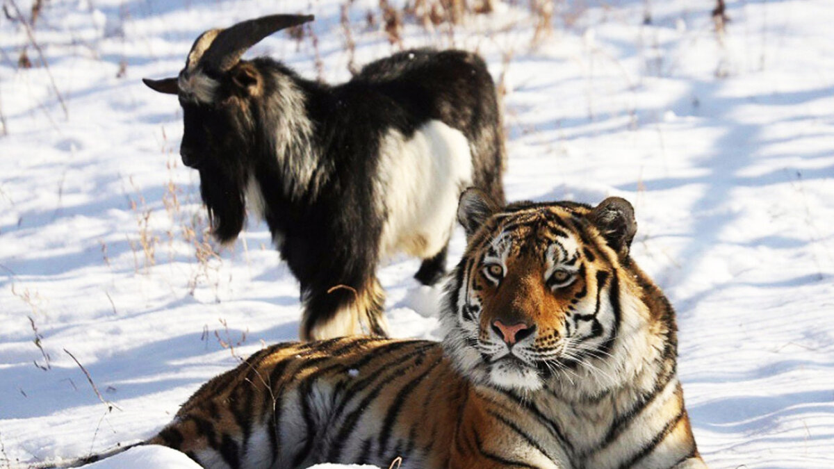 Источник: m.fotostrana.ru