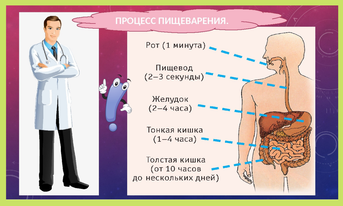 Органы пищеварения человека 3 класс. Пищеварительная система 3 класс окружающий мир. Органы пищеварительной системы 3 класс окружающий мир. Сообщение о пищеварении. Что такое пищеварение 3 класс.