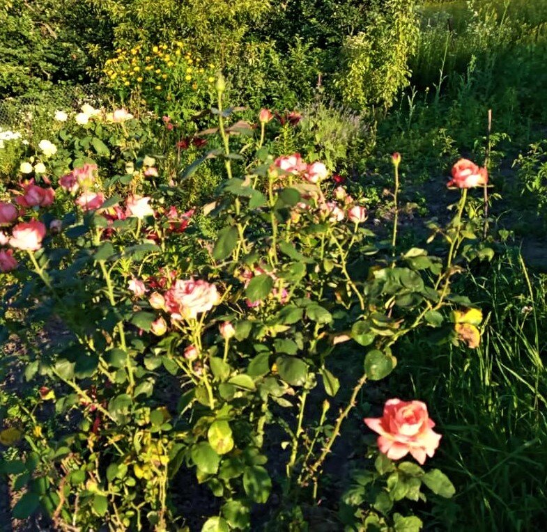 Дикие розы на склоне горы. Работа Е. Островской.