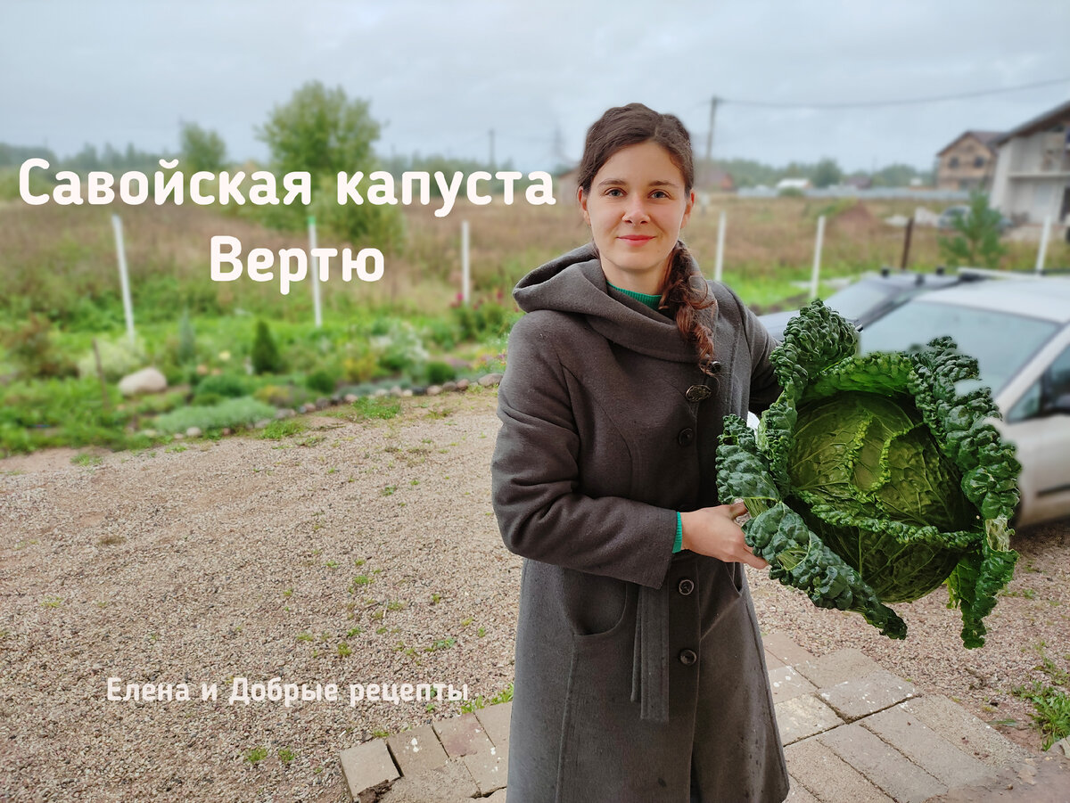 Маринованная савойская капуста – кулинарный рецепт