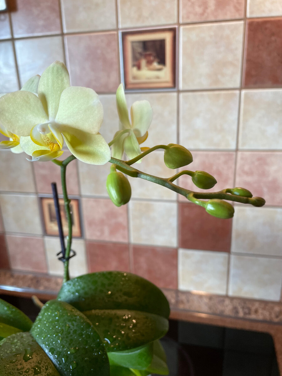 Алассио, листаем