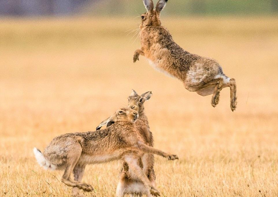 Олени дерутся. Спаривание животных. Шаман живопись. Борьба оленей. Пара обезьян.