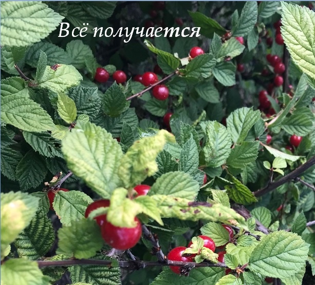 В густом кустарнике Ваньку было трудно заметить, но Макар направился прямо к нему