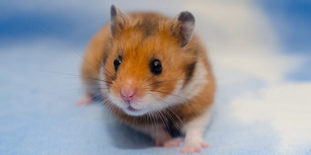 Сирийский хомяк с классическим окрасом. Фото: Olena Kurashova / Shutterstock