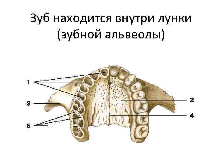 Верхние альвеолы зубов. Альвеолы верхней челюсти. Зубные альвеолы на челюсти. Зубные альвеолы нижней челюсти.