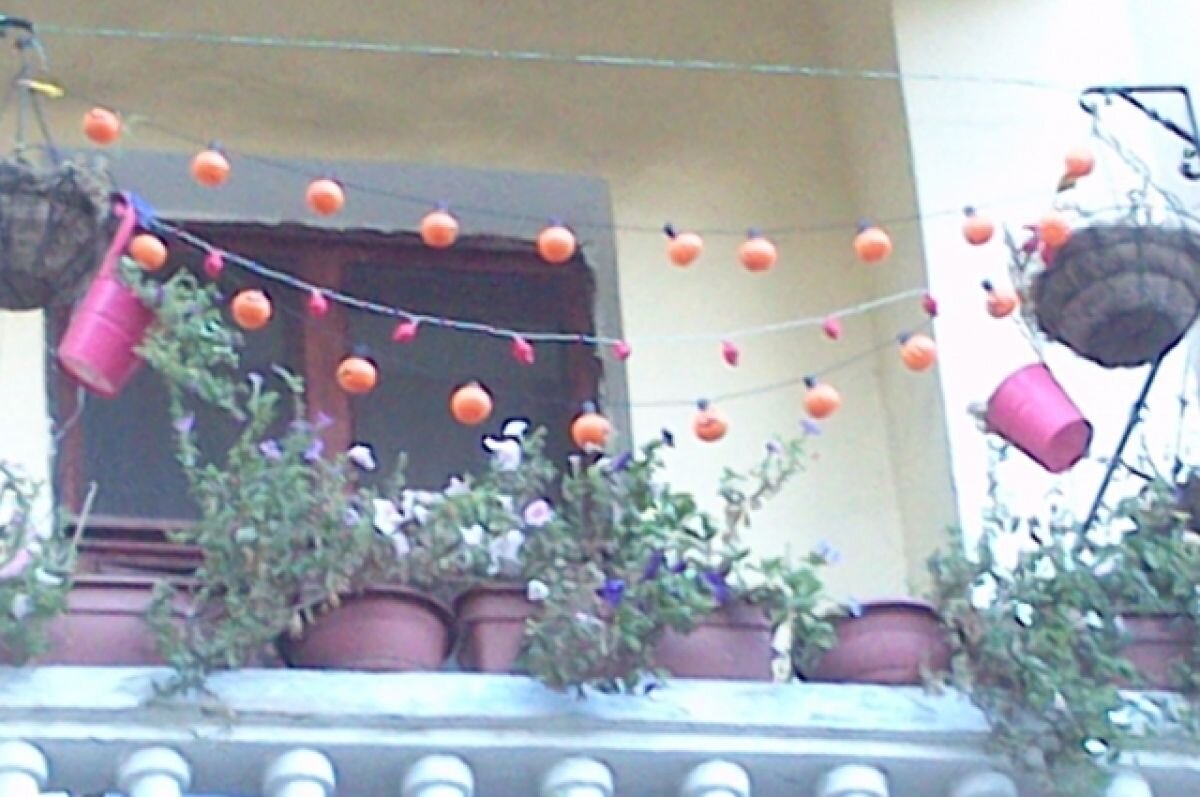    В Тверской области за некоторые цветы на балконе можно получить штраф