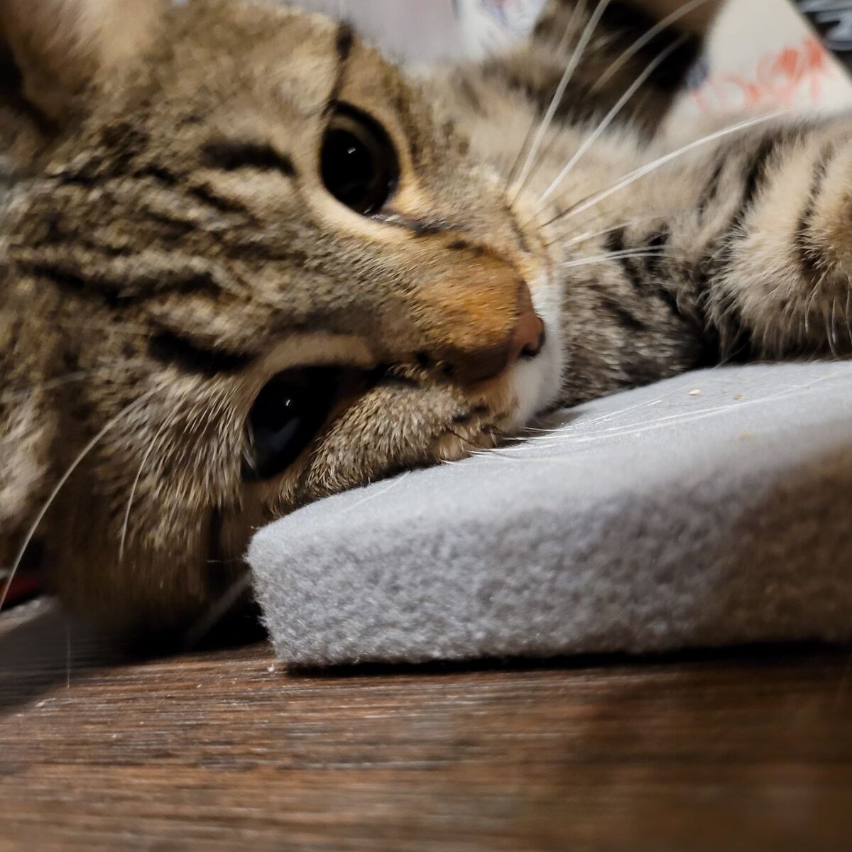 Аркаша отходит от прививки.