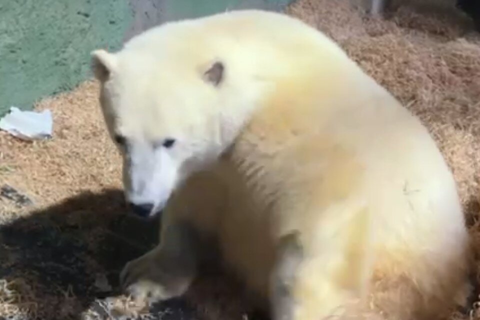     Фото: скриншот из видео