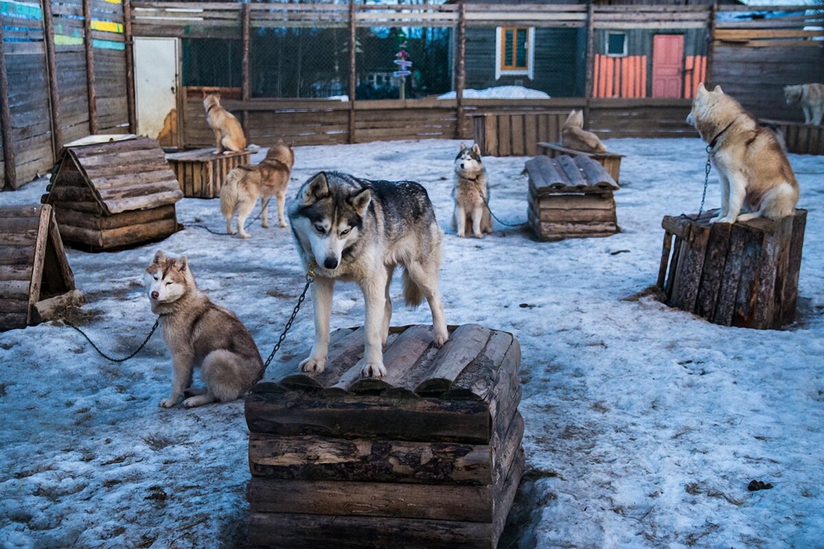 Звери в городах. Зачем нужны охотничьи фактории | Go Arctic | Дзен