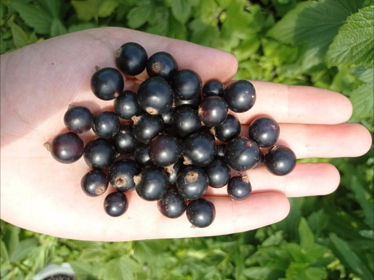 Вот такую смородину я брала