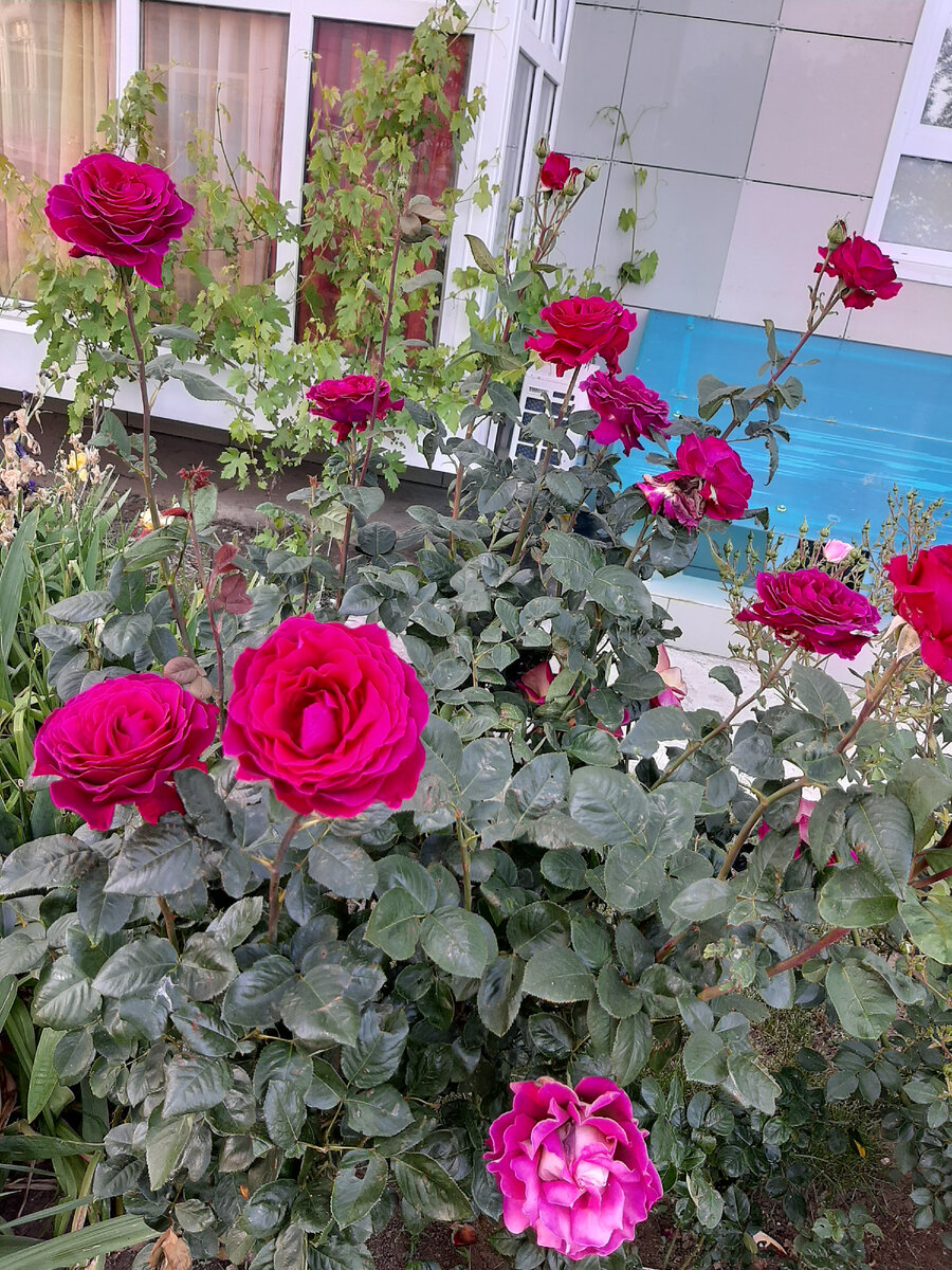 Это для поднятия настроения, вторая розовая волна...