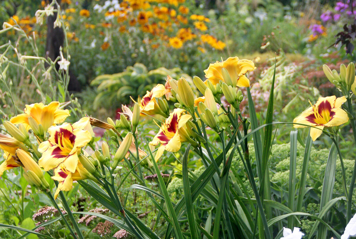 Гемерокаллис Irristable Charm всегда яркий.