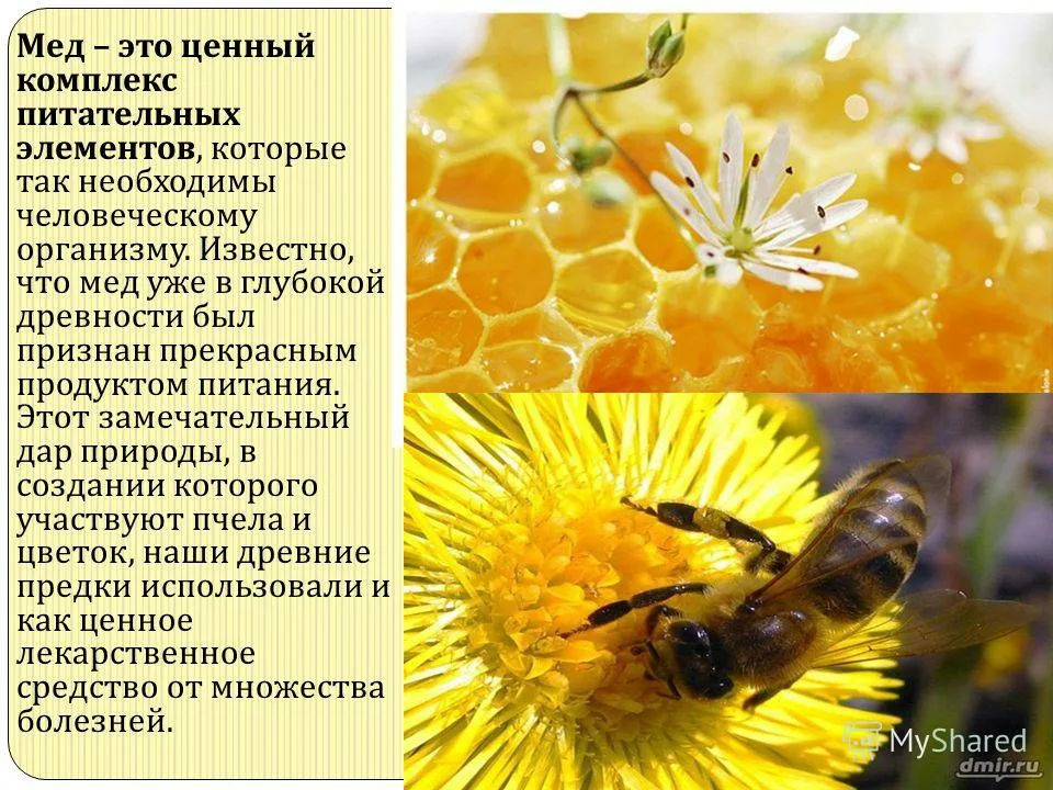 Проект как пчелы делают мед