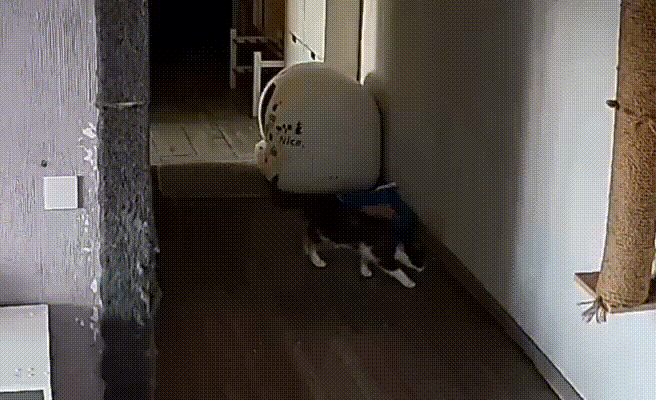 кошка не раздумывая гадит на пол в прихожей