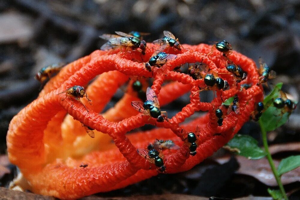 Гриб решеточник красный привлекает внимание своим уникальным внешним видом и яркими красными цветами.