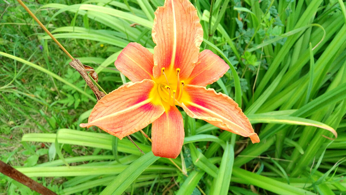 Личное фото.Лилейник цветёт.