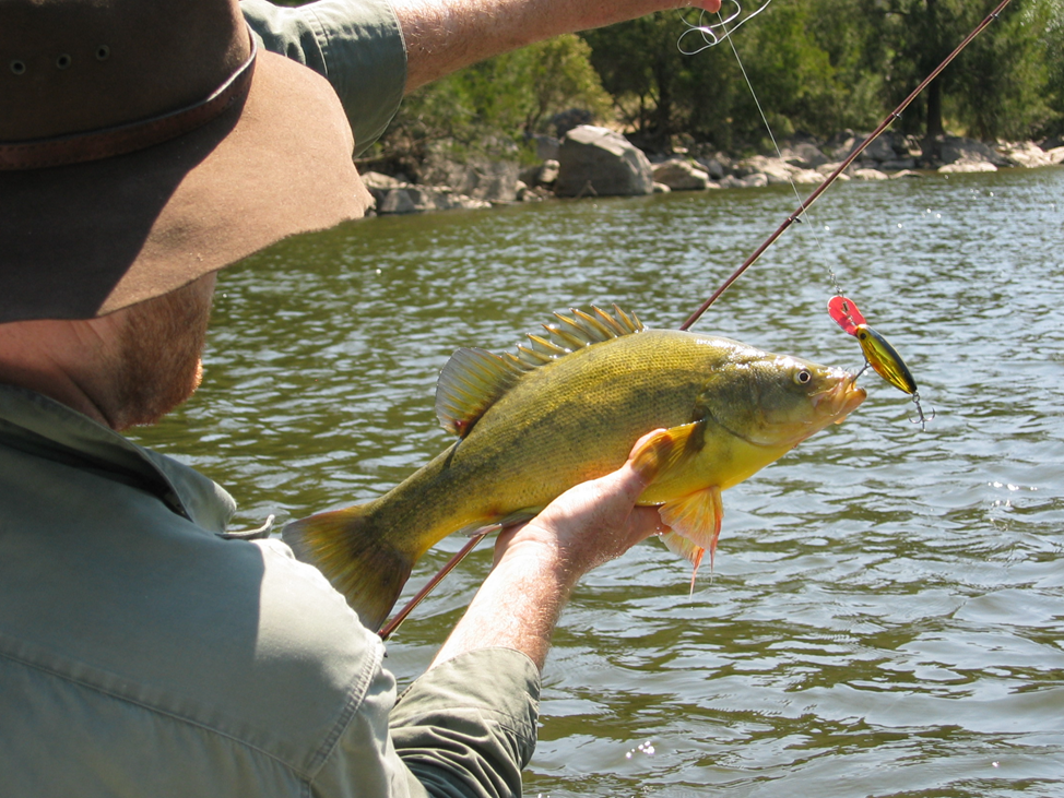 Источник: https://en.wikipedia.org/wiki/Golden_perch 