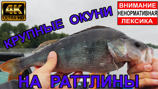 Рыбалка на КРУПНЫХ ОКУНЕЙ на раттлины