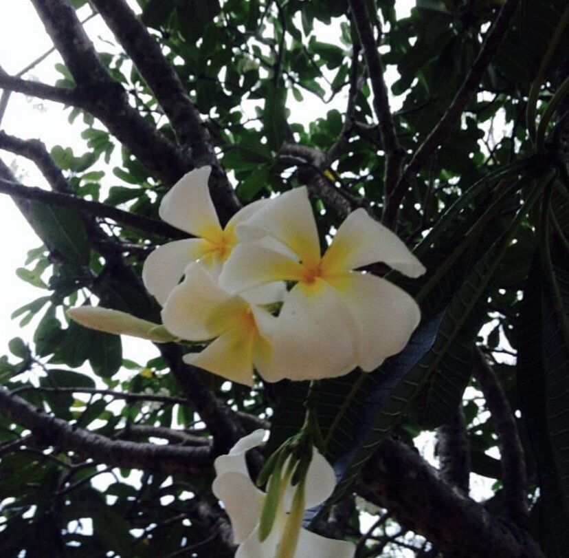 Фотография из личной коллекции. Шри -Ланка.