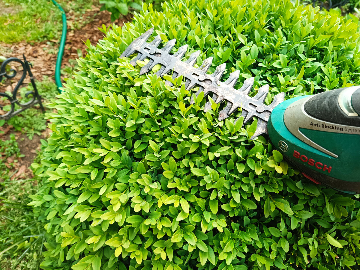 Чем удобрять самшит. Самшит вечнозелёный. самшит квадрат уличный на каркасе. чем подкормить самшит молодые кустики. чем подкормить самшит весной.