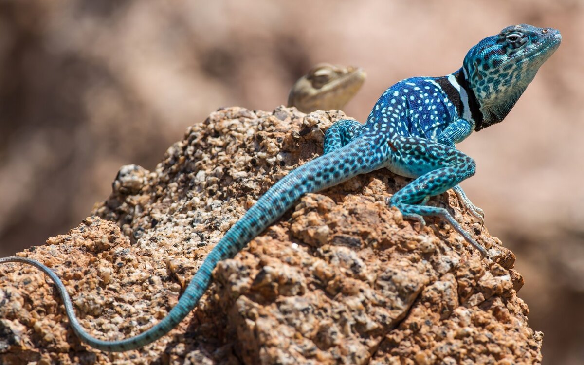 Фото: https://w.forfun.com/fetch/9f/9ff48f7493b5e3ec74666d99a5c221bc.jpeg
