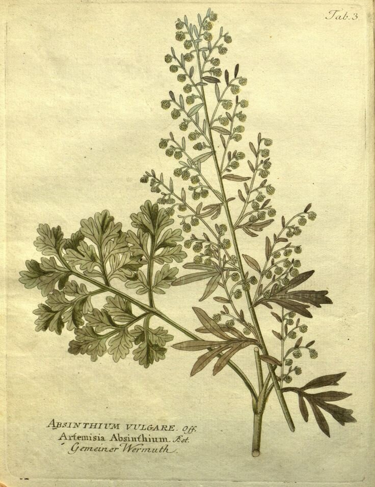 Полынь, старинный рисунок