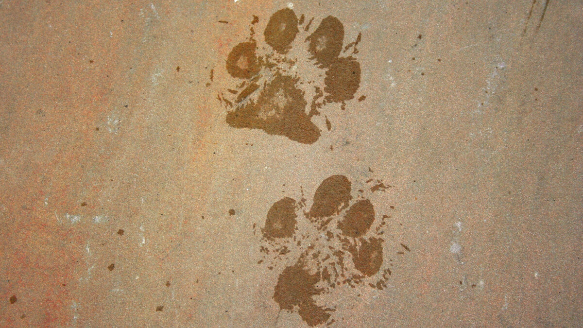     Крупный пес, с которым гулял ребенок, напал на женщину с лайкой: об инцидент рассказала сама пострадавшая.