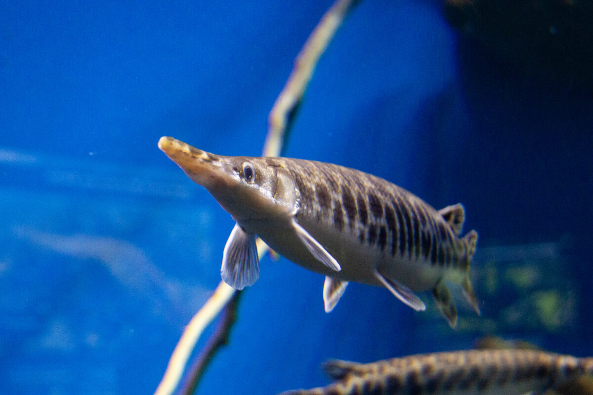 Владивосток. Приморский океанариум. Рыба, похожая на корюшку.