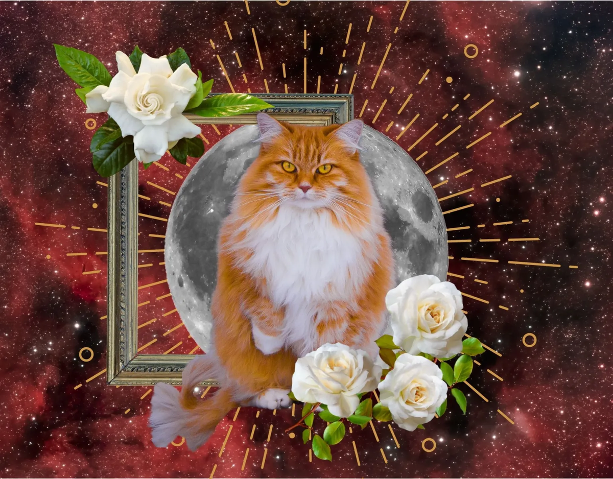 Foto: Phil Lewis / getty images, Robert Gruszeck / pexels, claudiodivizia, mistytableau / pixabay, Buntysmum / pixabay, sketchify via canva [M]