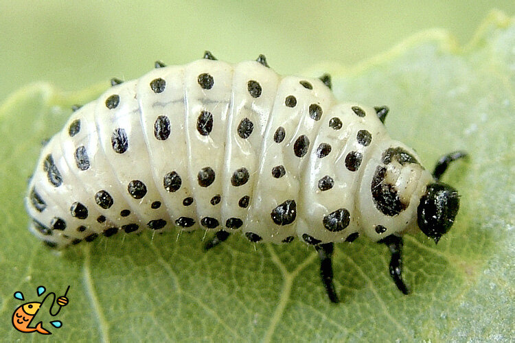 личинку тополевого листоеда