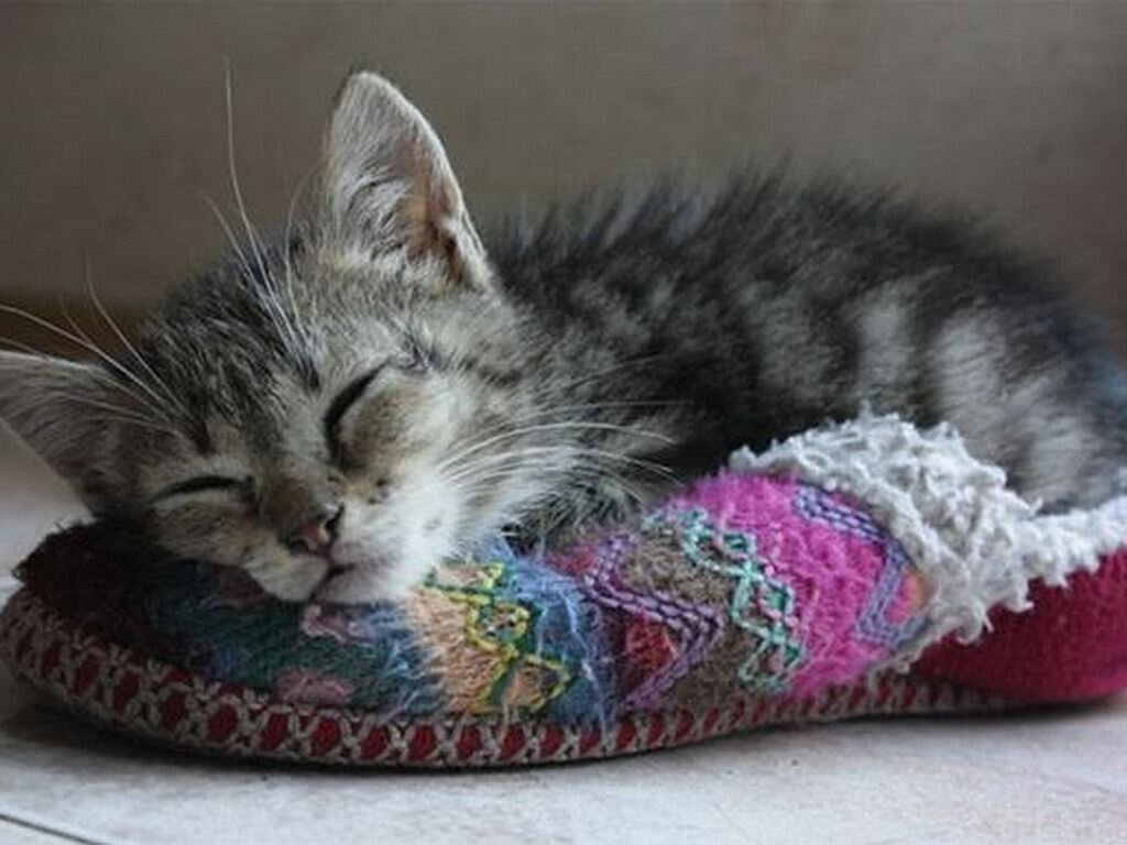 Источник фото: https://www.free-hdwallpapers.com/wallpapers/animals/564826.jpg