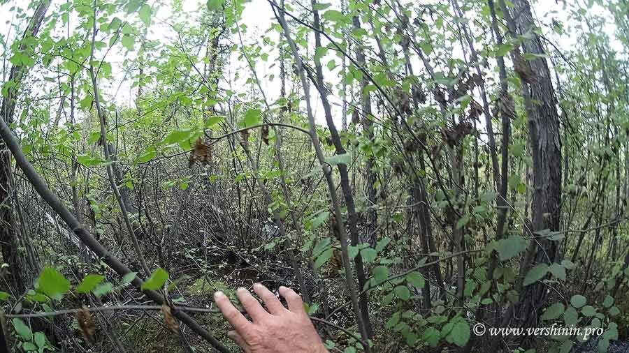 Человек куст. Пробирается сквозь джунгли. Человек пробирается через джунгли. Человек пробирается через траву. Пробираться через кусты.