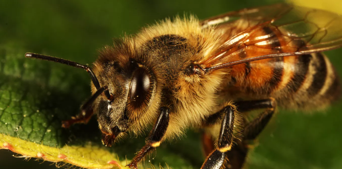 Жужжание 1. Queen Bee студия. Медоносная пчела. Пчела фото. Матка пчелы.