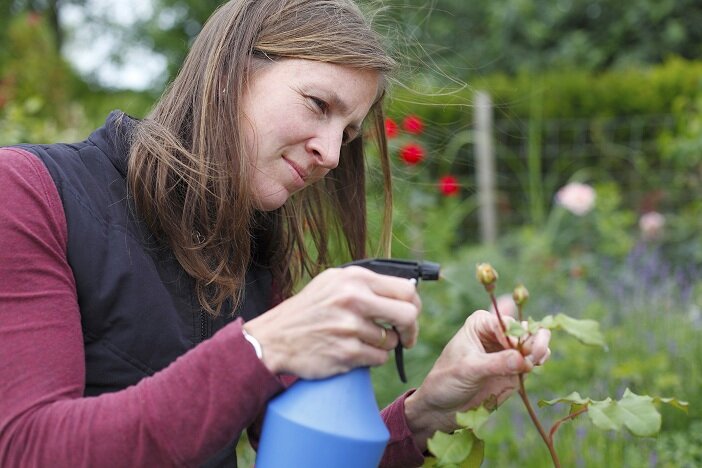 Уход за розами (Фото используется по стандартной лицензии ©ogorodnye-shpargalki.ru)