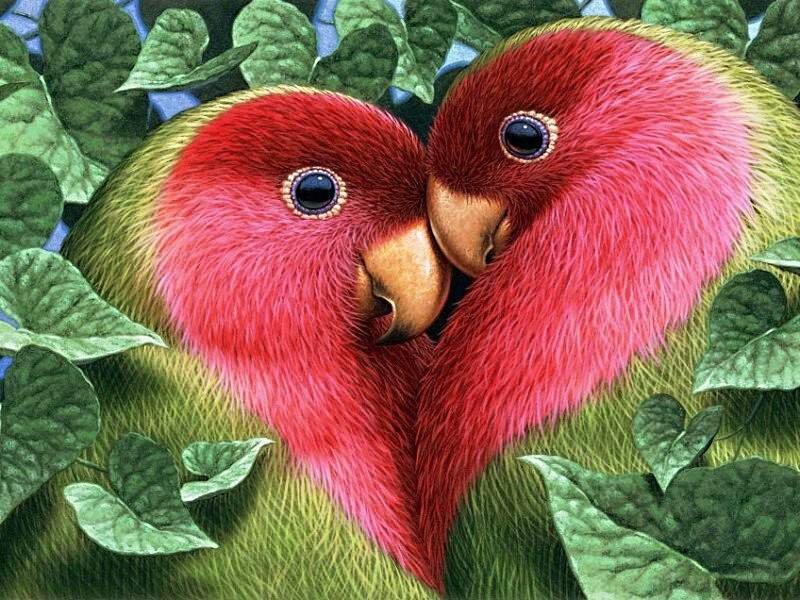 неразлучники- всегда вместе