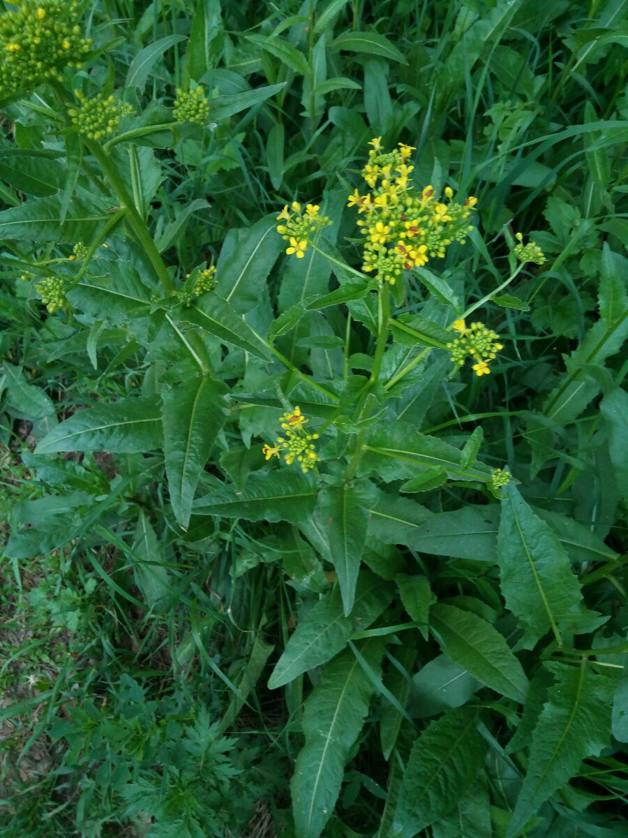 Свербига Восточная Bunias orientalis