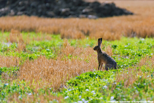 Заяц-русак (Lepus europaeus)