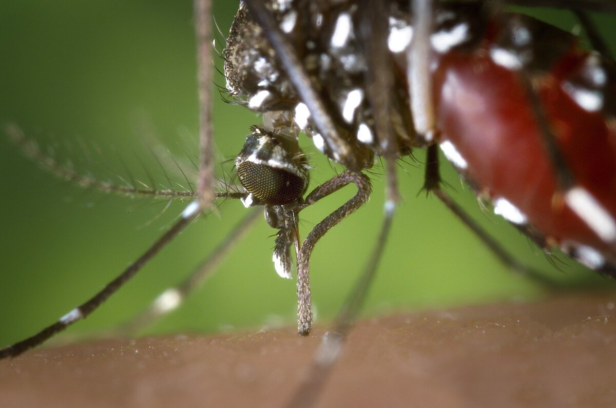 Комары вида Aedes aegypti и Aedes albopictus 