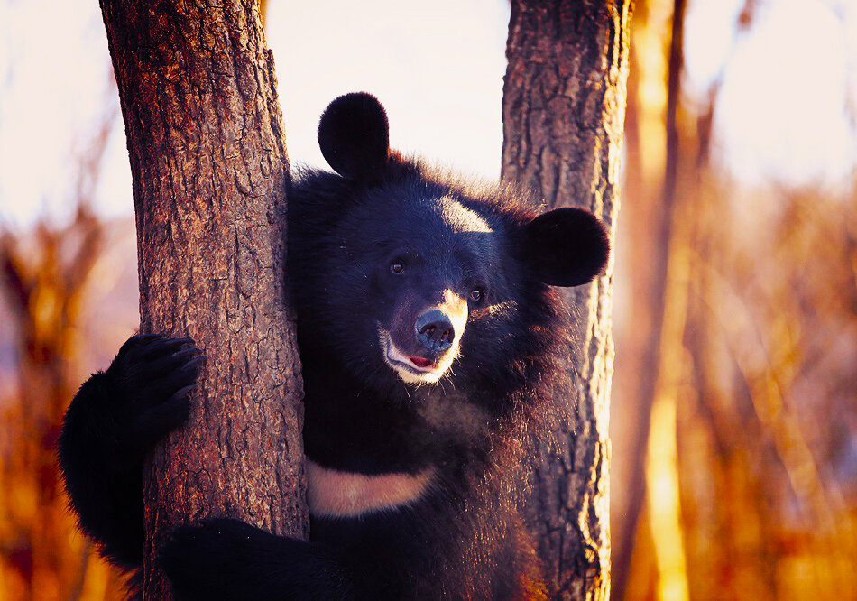 Гималайский бурый медведь 