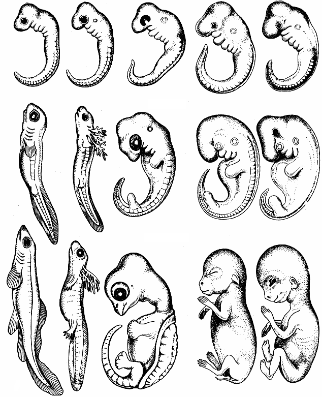 Эмбриологические доказательства теории Э. Геккеля 