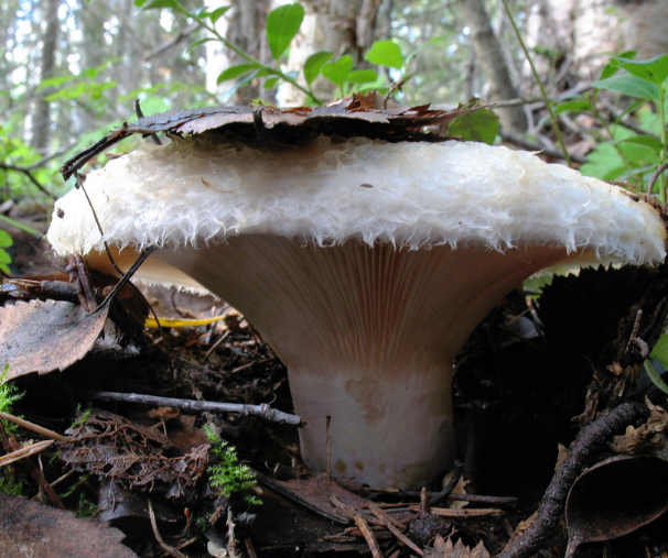 Съедобен или нет, что за гриб такой?