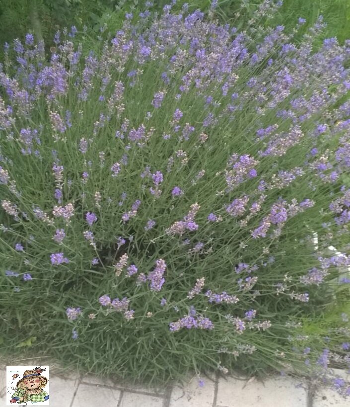 Лаванда цветет.