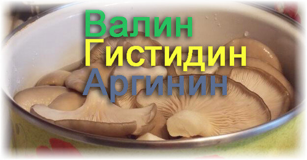 Вешенки растут в лесах или парках на пнях, поваленных деревьях. А для магазинов на продажу, как правило, выбирается окультуренный тип, выращенный специальным способом. Он нежнее, при этом нисколько не уступает по питательным качествам вешенкам, выращенным на воле.