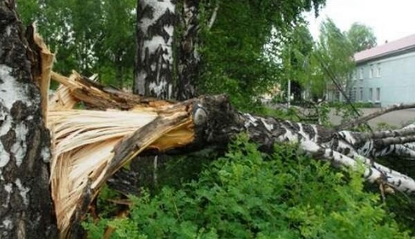 Почему нельзя сажать березу возле дома или на даче